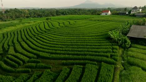 Paddy-fields-stretch-endlessly,-vibrant-hues-forming-vivid-patchwork-quilt