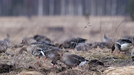 Große-Herde-Von-Blässgänsen-Und-Anderen-Gänsen-Während-Des-Frühjahrszugs,-Die-Sich-Auf-Der-Wiese-Ausruhen-Und-Fressen,-Heben-Ab