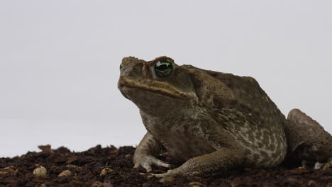 Sapo-De-Caña-Sapo-Marino-Mira-A-La-Cámara-Y-Usa-La-Pierna-Para-Quitar-Insectos-Del-Ojo