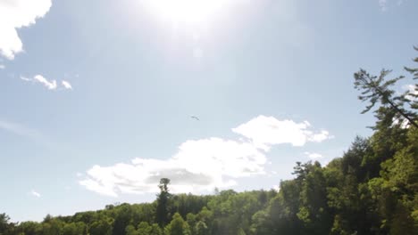 Camera-following-a-flying-bird,-the-gull-in-a-beautiful-sunshine