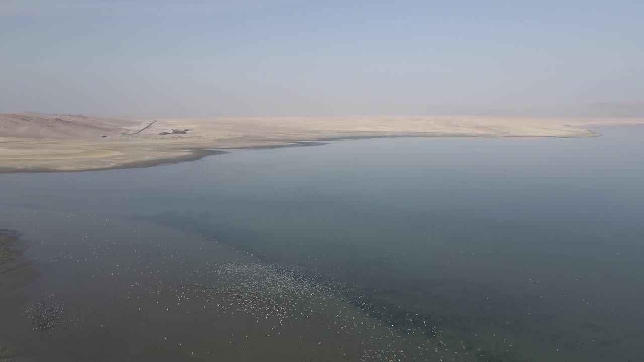 cientos de flamencos en la costa desértica de perú forman extravagancia voladora