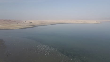 hundreds of flamingos on peru's desert coast form flying flamboyance