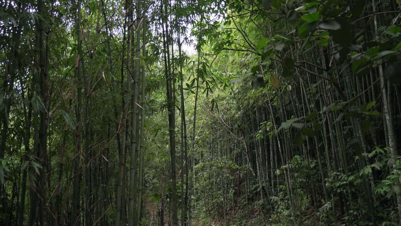 Sapa Bamboo trail Vietnam evergreen nature jungle forest dense vegetation rianforest