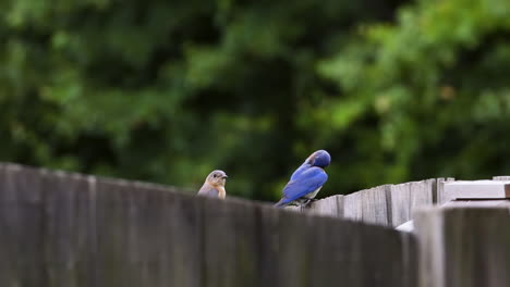 pájaros azules orientales femeninos y masculinos sentados juntos en una valla de madera