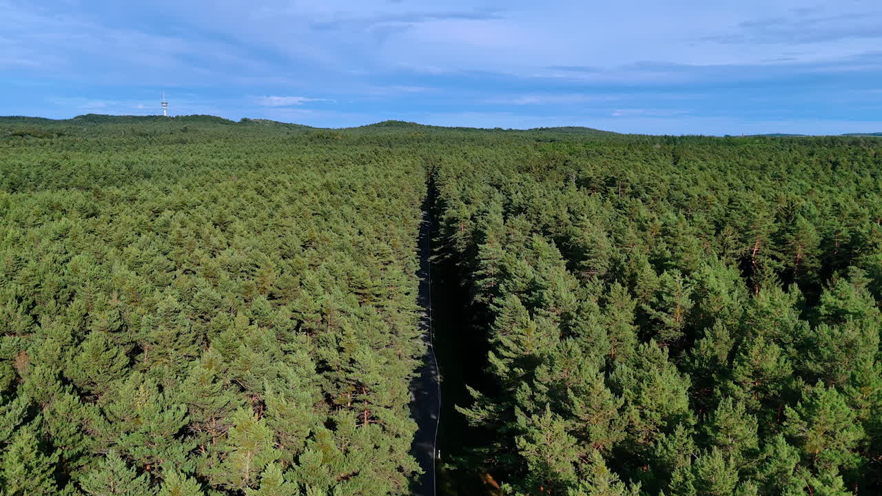 Lonely road across endless forest. Straight asphalt road cutting through a vast forest of green pine trees