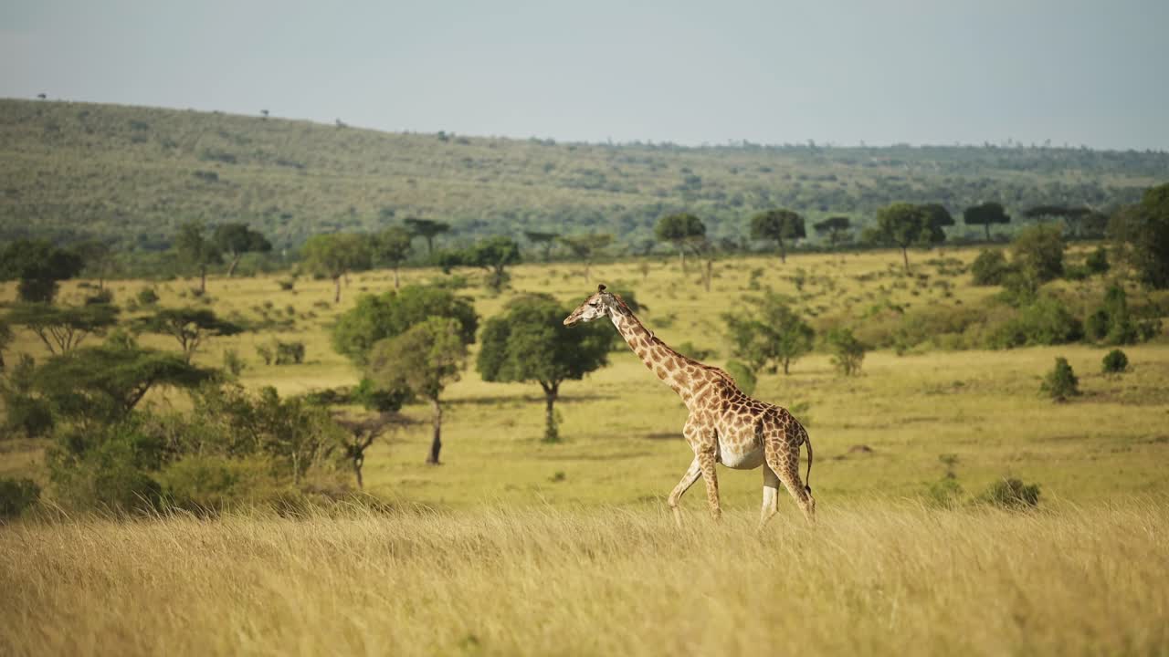 African Wildlife giraffe in Maasai Mara National Reserve walking across the lush wide open plains in Kenya, Africa Safari trip in Masai Mara North Conservancy