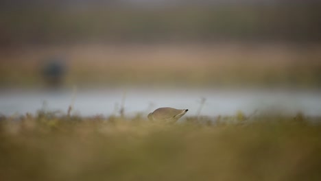 White-tailed-lapwing--Closeup-in-Morning