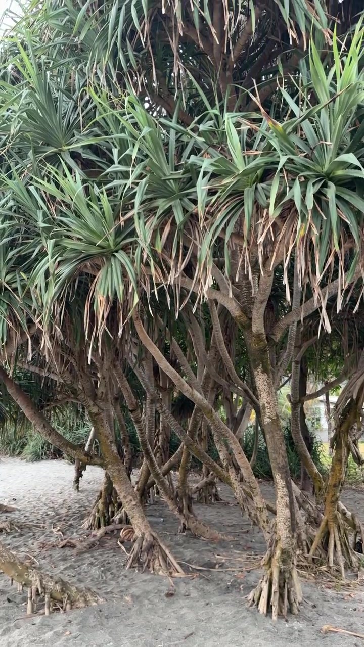 Kumlu Bir Plajda Yetişen Pandanus Ağaçları