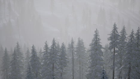 Misty-fog-in-pine-forest-on-mountain-slopes