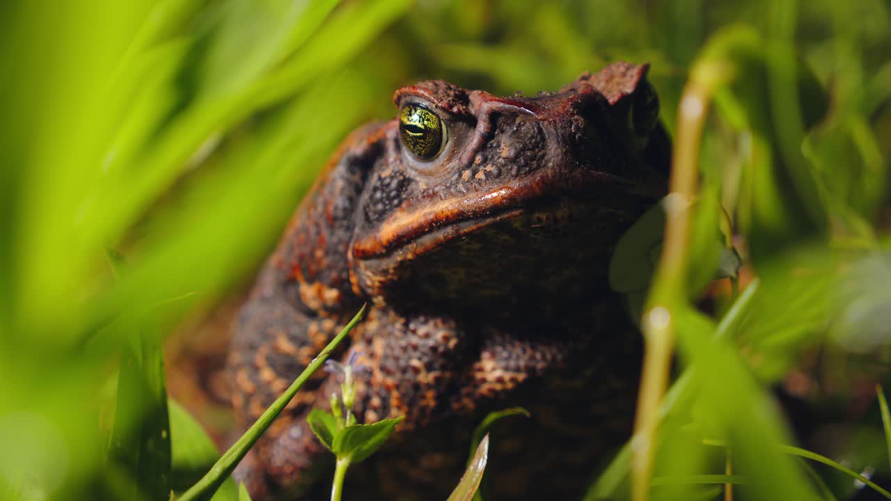 Cane toad up close with big head and eyes on damp jungle floor in Peru’s Amazon rainforest during the early day.