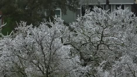 frozen icy trees in austin texas suburban neighborhood during cold winter freeze, aerial drone orbit panning right with telephoto lens and homes in background