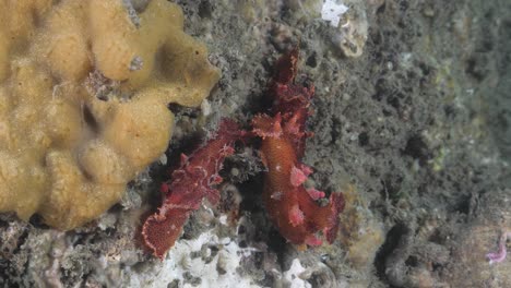 multiple nudibranch marine animals displaying mating and courtship behavior underwater