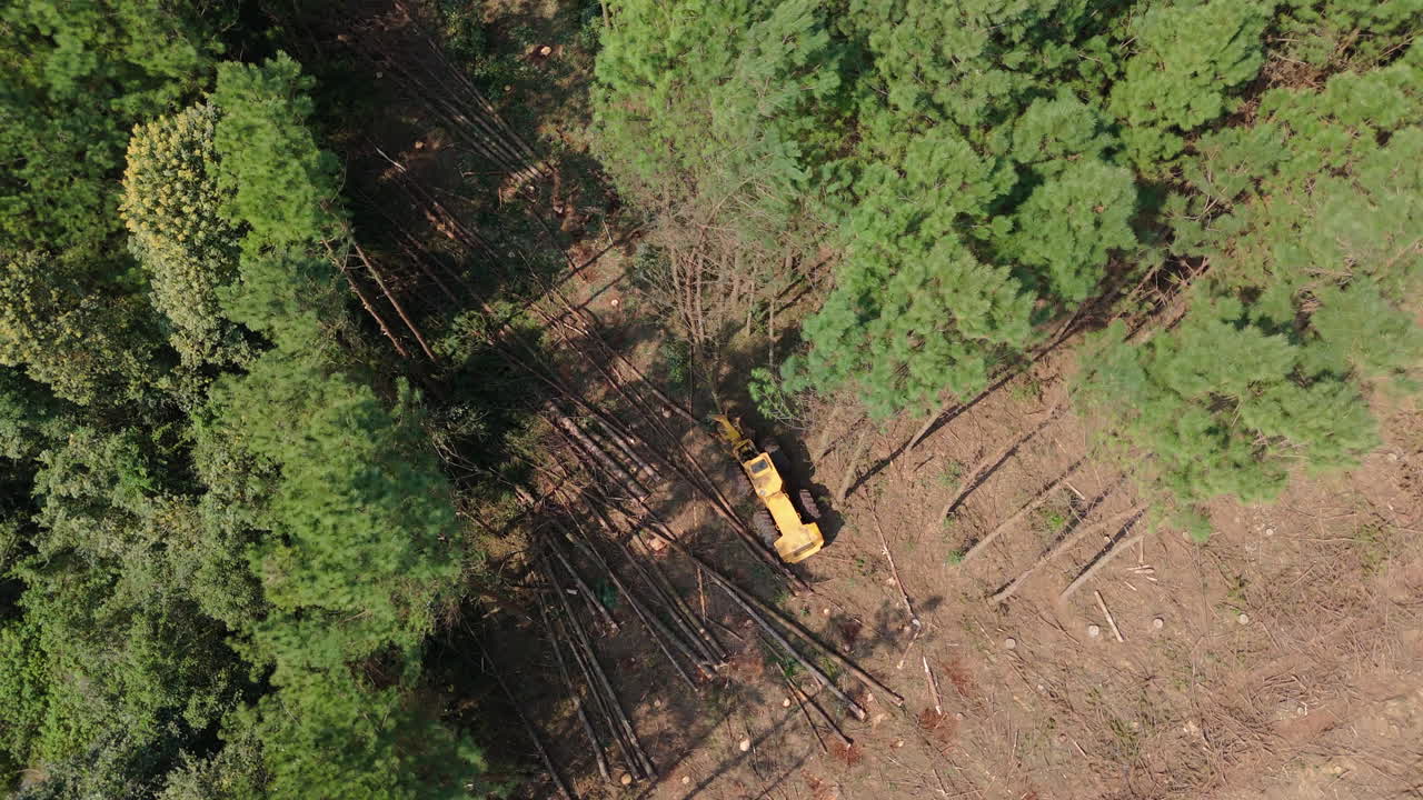 Harvester machine in action within a pine tree plantation, cutting trees for timber in rural landscape, top down aerial orbit