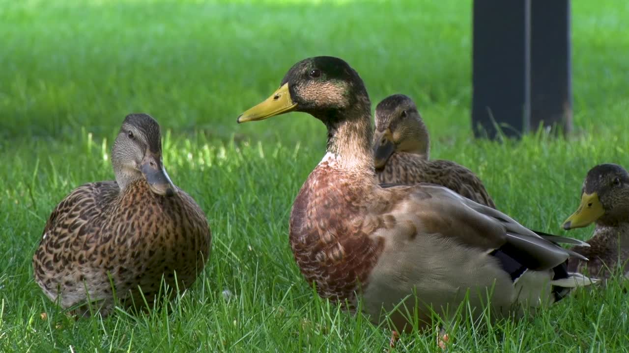 따뜻한 여름날 아이다호 자오선에 있는 공원에서 함께 노는 오리들