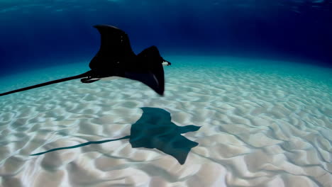 stingray in underwater environment