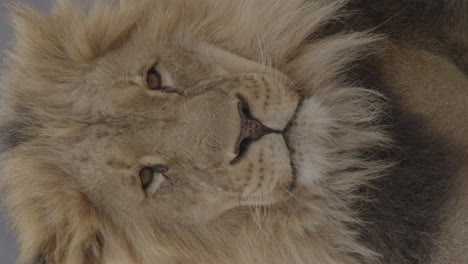 vertical video of lion face close up