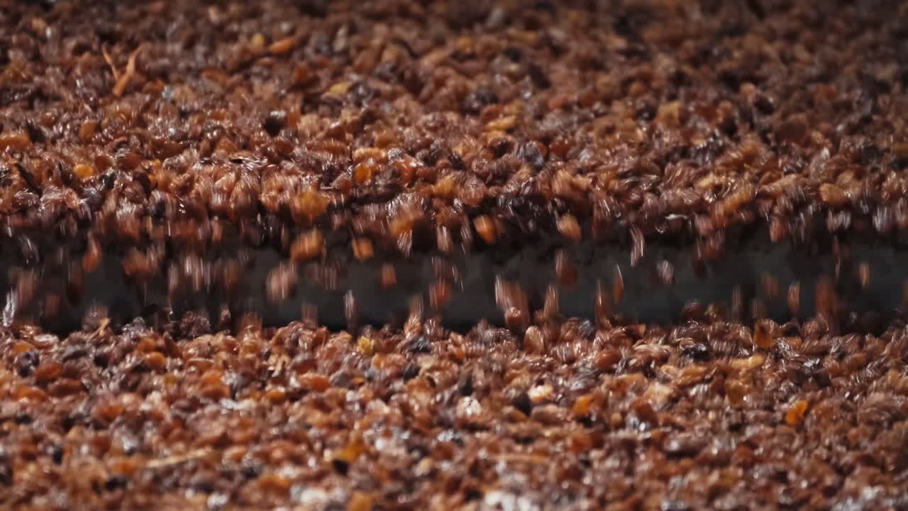 천천히 컨베이어 밴드에 떨어지는 황금 건포도