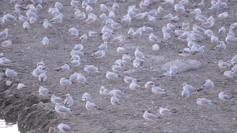 large flock of seagulls resting on a beach