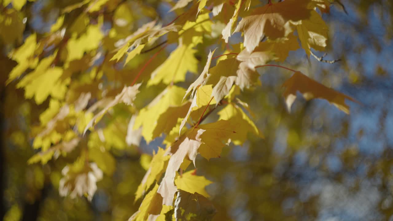 Dried Autumn Leaves Of A Maple Tree At Sunset. Close-up Shot