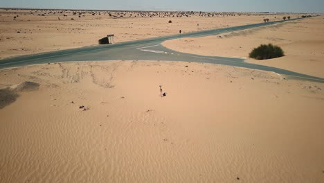 Toma-Aérea-De-Gacela-Querida-Cruzando-La-Carretera-En-El-Desierto-De-Los-Emiratos-árabes-Unidos