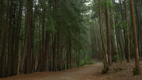 Zeigt-Eine-Schmale-Straße-Durch-Eine-Wunderschöne-Kiefernwaldlandschaft