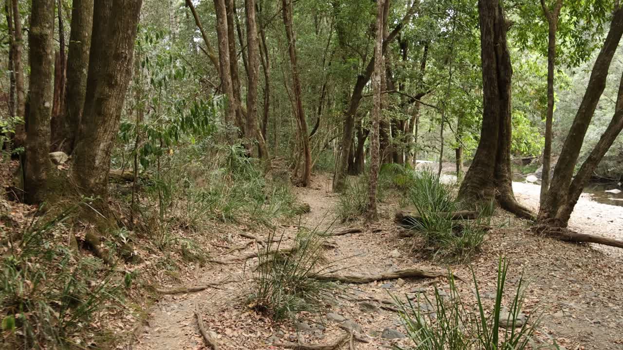 un paseo sereno a través de un camino exuberante y boscoso
