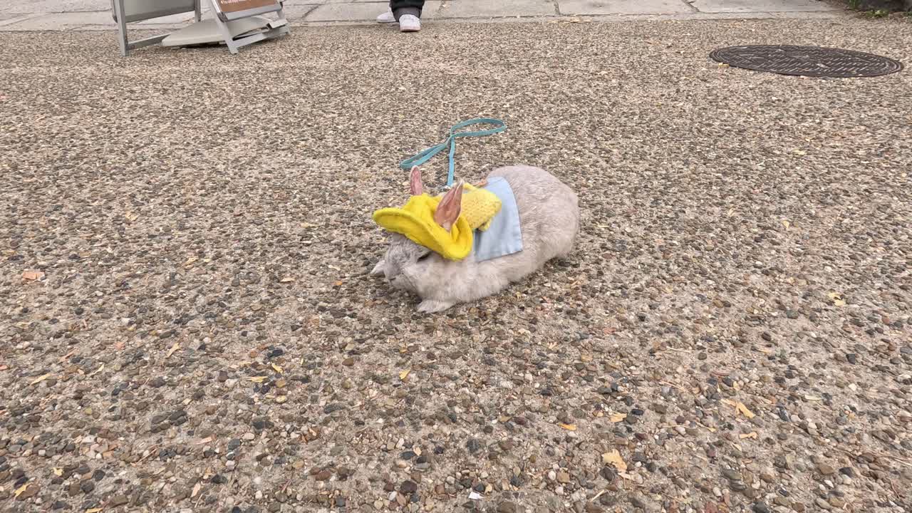 un conejo con un sombrero.