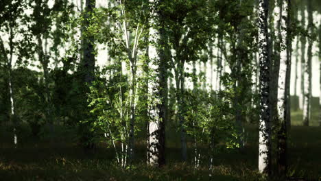 bosque de abedul a la luz del sol