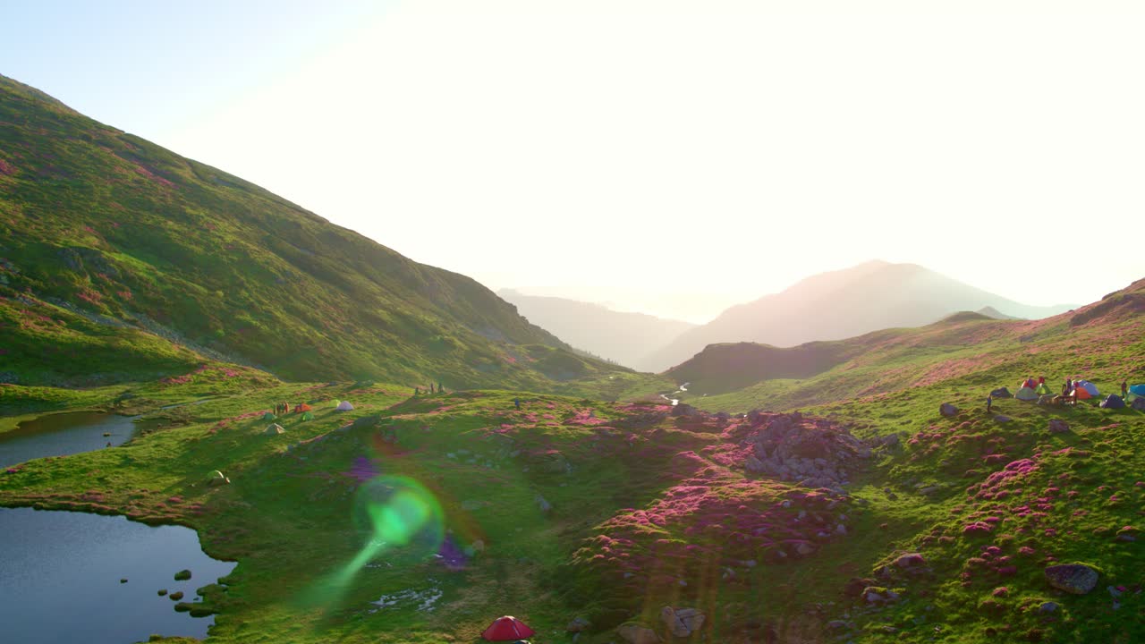 Aerial wide shot showing a vibrant mountain valley in Romania, Rodnei, in green grass and pink rhododendron flowers with a small stream leading to a dark lake where several camping tents are pitched