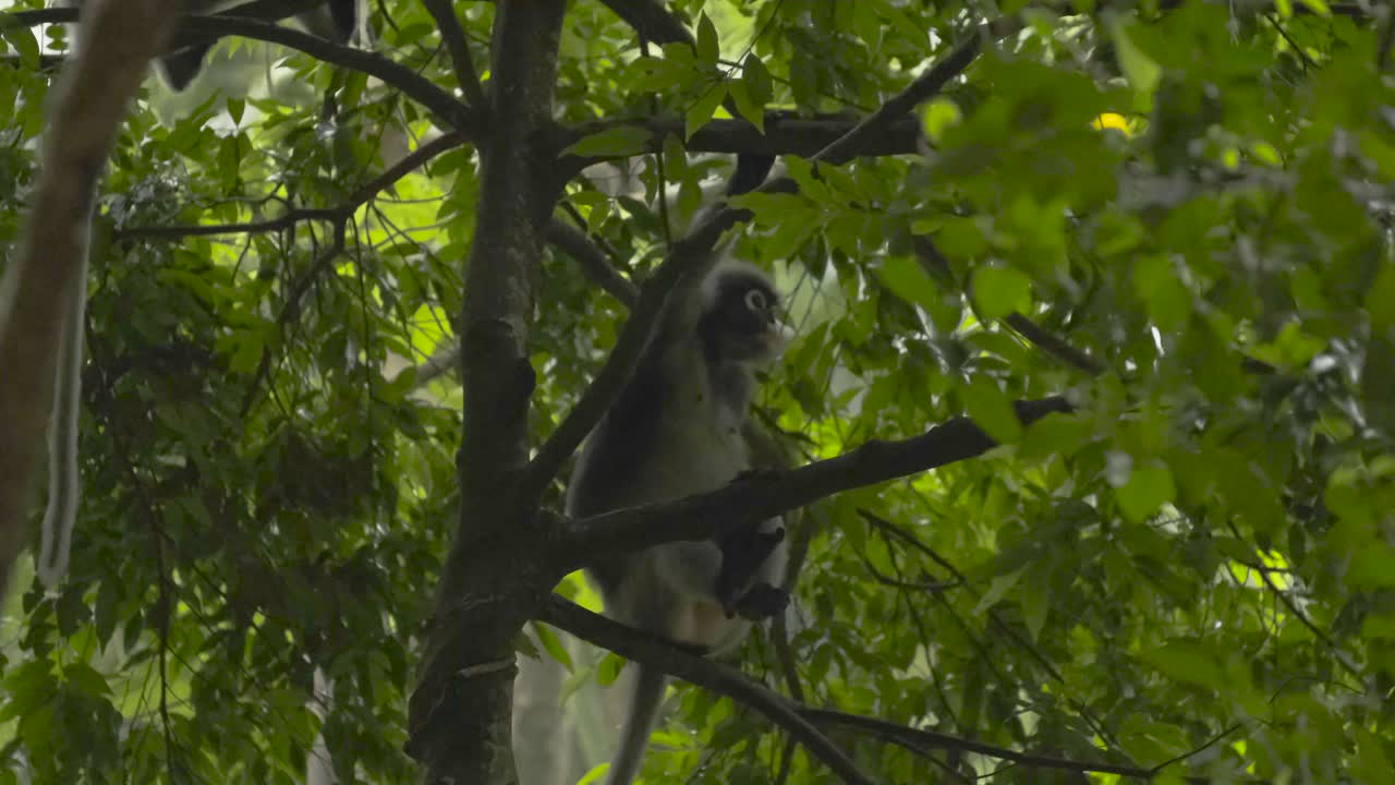 Dusky Langur Sitting on a Branch in a Rainforest