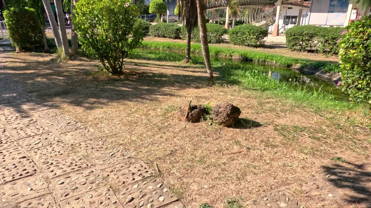 un lagarto se apresura a través de un camino soleado del parque.