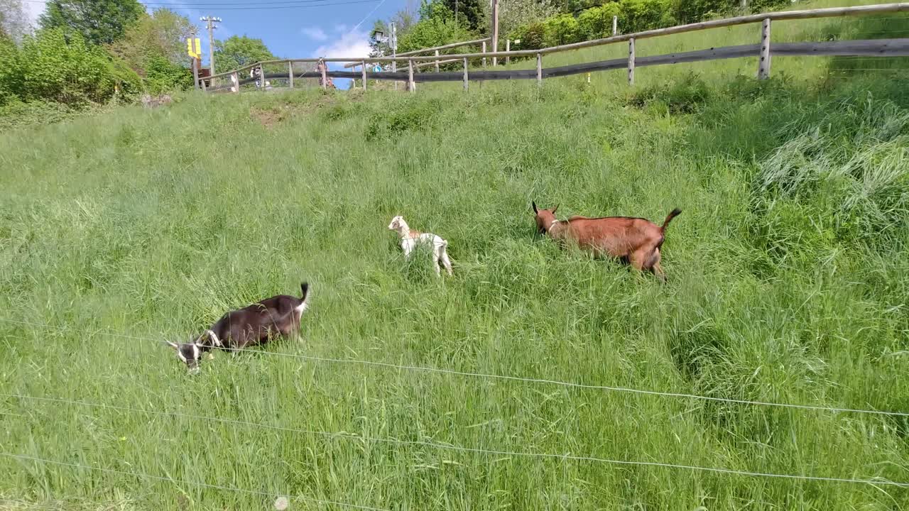 바이에른 뮌헨의 슐리에제 호수 이 아름다운 호수는 2020년 여름 염소를 먹는 4k에서 dji osmo action을 사용하여 기록되었습니다.