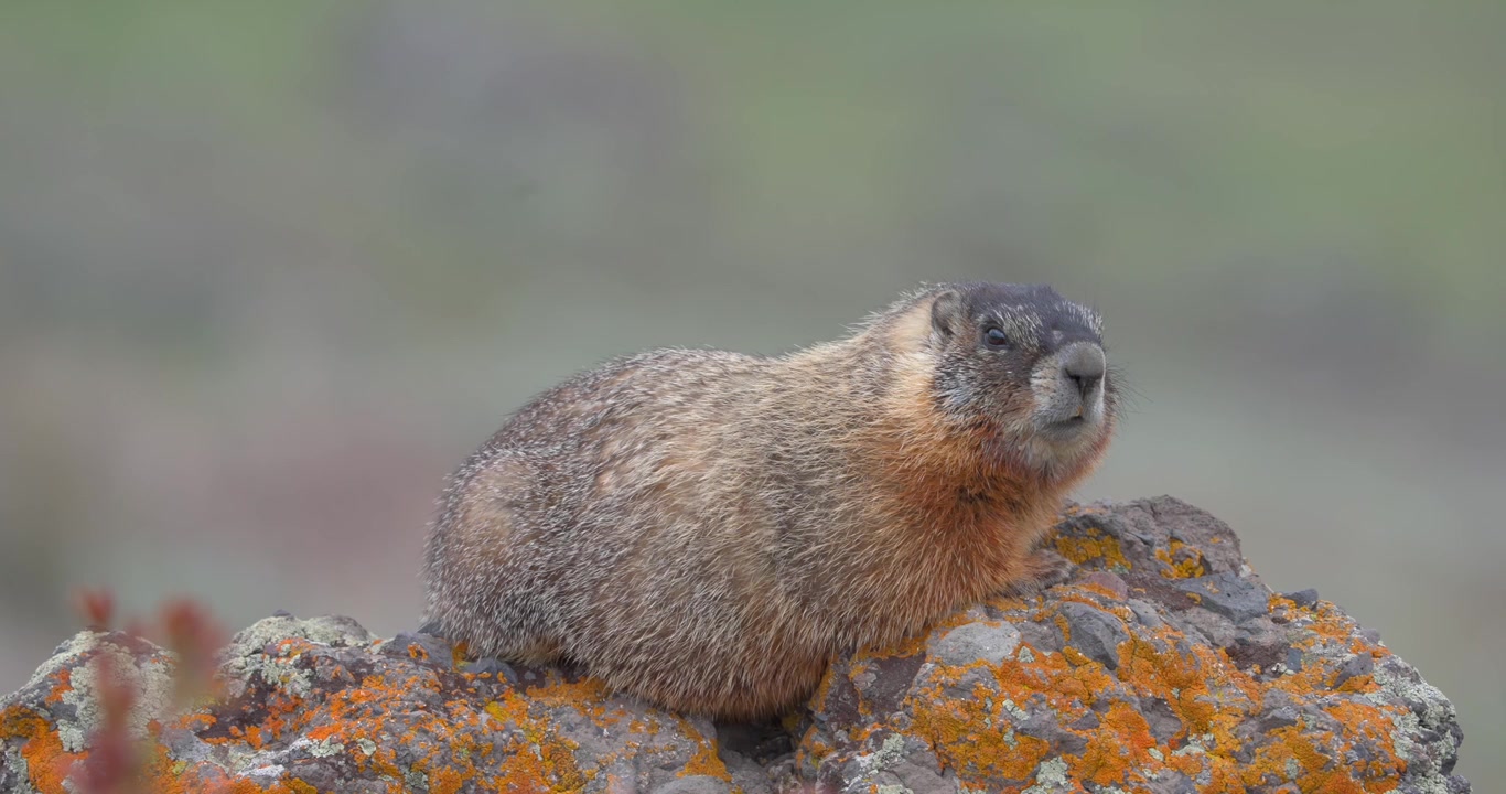 Slow-motion footage of a yellow-bellied marmot perched on a lichen-covered rock before running away. The orange fur matches beautifully with vibrant Xanthoria lichen in a mountain landscape.
