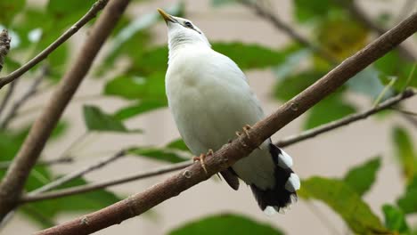 Wild-black-winged-myna,-acridotheres-melanopterus-perched-on-tree-branch,-chirping-amidst-the-forest-and-wondering-around-its-surrounding-environment,-close-up-shot-of-an-endangered-bird-species