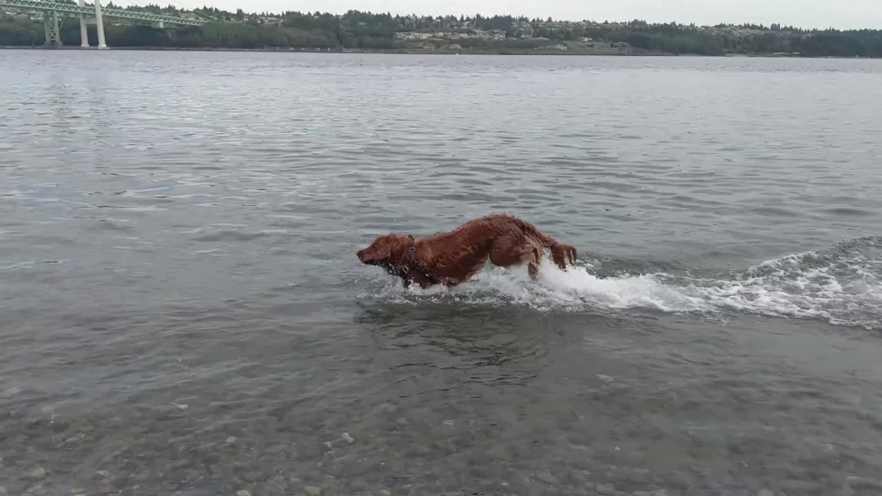 un joven perro juguetón saltando por el agua persiguiendo rocas lanzadas por su dueño, cámara lenta