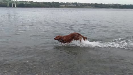 a young playful dog bounding through the water chasing rocks thrown by its owner, slow motion