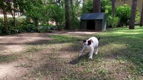 a cat in the garden looking at the camera