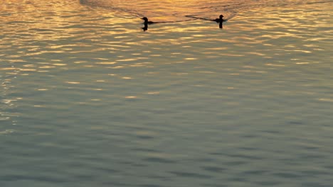 loons crossing lake surrounded by breathtaking wilderness at sunset