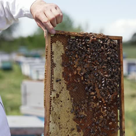 apiary with beehives in field. the beekeeper holds a honey cage with bees in his hands