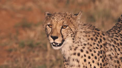 closeup of cheetah standing in african savannah and looking around