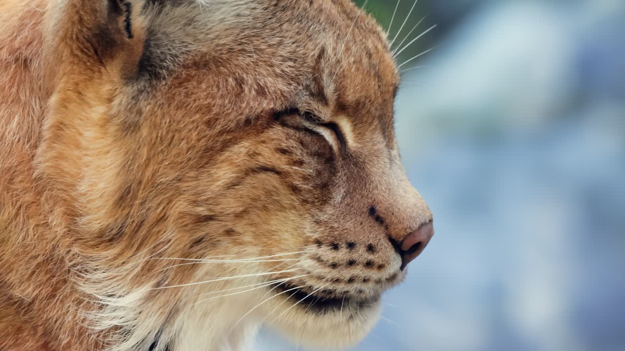 The Eurasian lynx (Lynx lynx) close-up portrait
