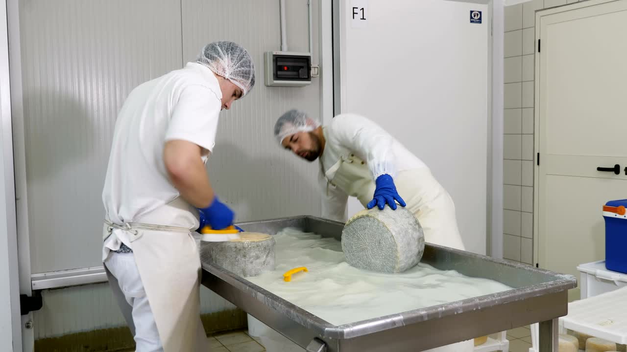 operadores que trabajan en la fábrica de queso - producción de queso