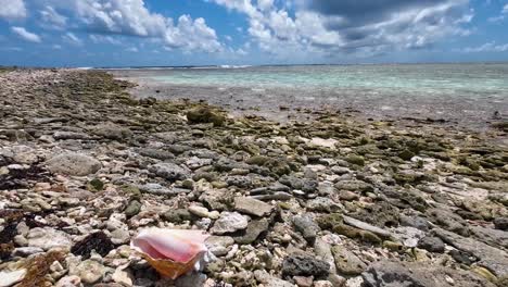 botuto pink conch shell on tropical beach with stones, pan right , los roques