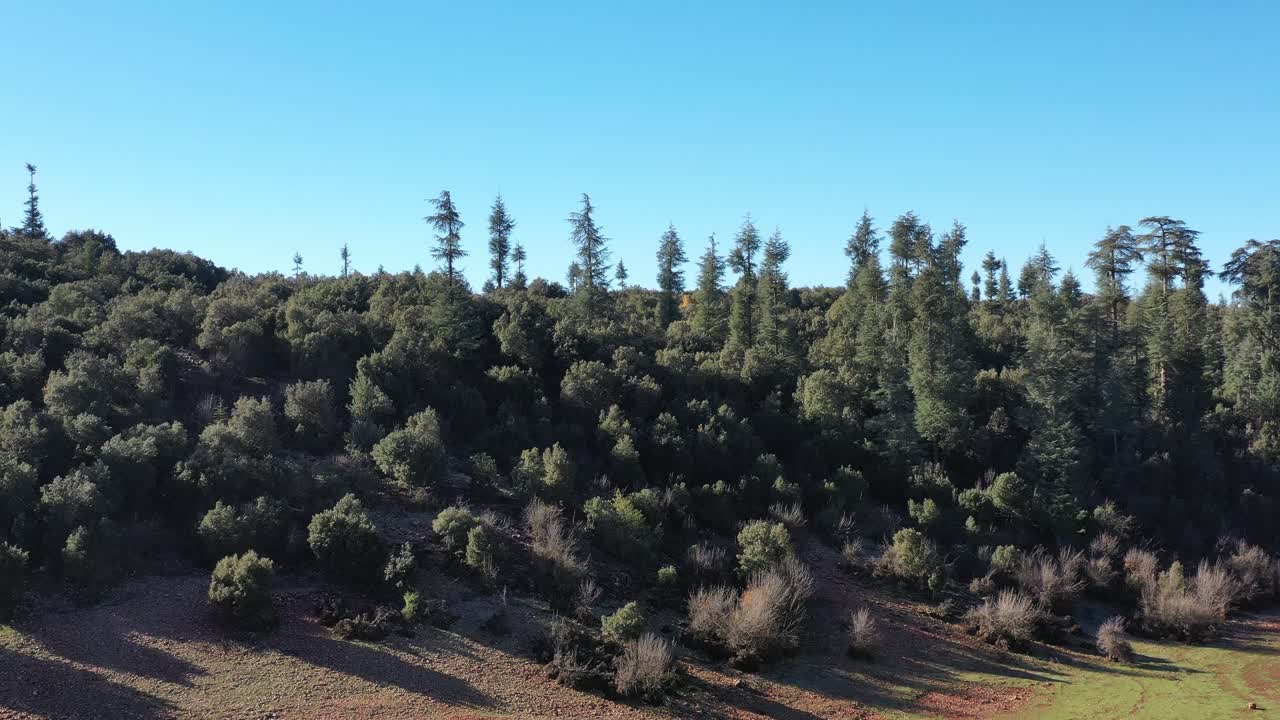 Et filmisk 4K droneoptagelse, der viser den majestætiske cedertræskrone på en bjergskråning i Khenifra, Marokko, og fremhæver de gamle træer og det barske terræn under en klar blå himmel