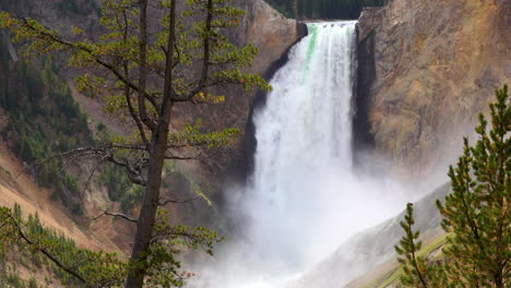 amplio plano medio de las cataratas inferiores de yellowstone con un árbol en primer plano.