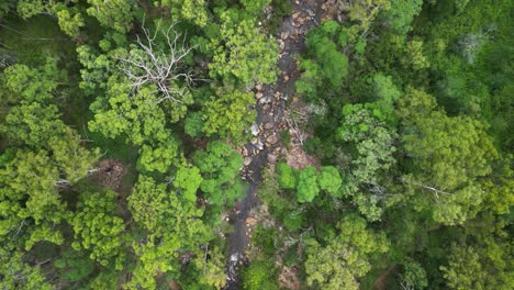 Un-Arroyo-Que-Corre-Abre-Un-Camino-A-Través-De-Los-Densos-Matorrales-Australianos-Creando-Un-Oasis-Escondido