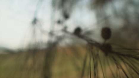 toma de algunas ramas de árboles en una toma macro fuera de foco