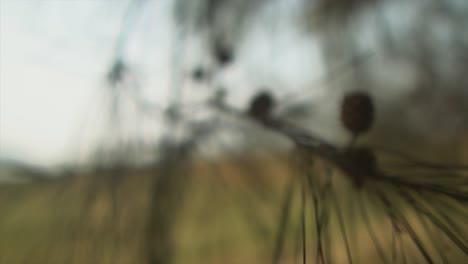 shot of some tree branches in a macro shot out of focus