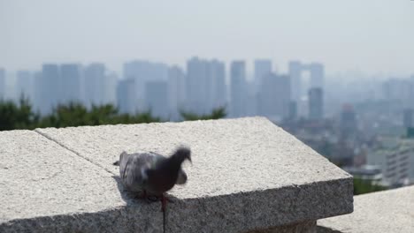 Close-up-shot-of-a-pigeon-with-Seoul-city-in-the-background,-South-Korea