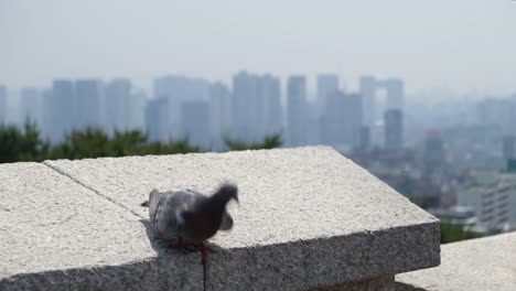 close up shot of a pigeon with seoul city in the background, south korea